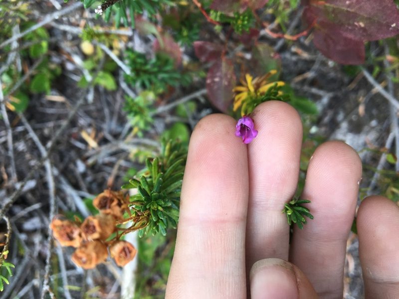Phyllodoce empetriformis, photographed by Hilary Rose Dawson