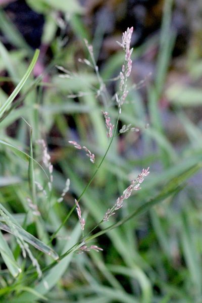 Eragrostis unioloides, photographed by Agnes Trekker