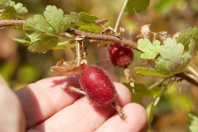Ribes menziesii, photographed by Ken-ichi Ueda