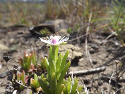 Delosperma crassuloides, photographed by James Deacon