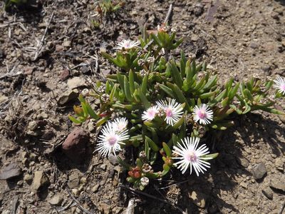 Delosperma crassuloides, photographed by James Deacon