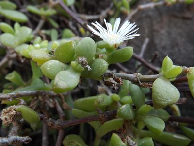 Delosperma peglerae, photographed by James Deacon
