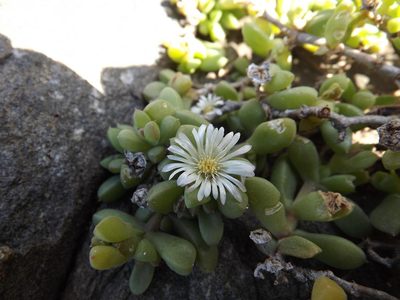 Delosperma peglerae, photographed by James Deacon