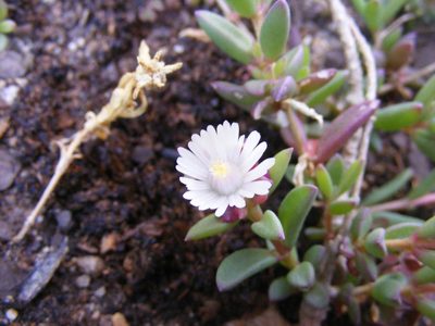 Delosperma katbergense, photographed by James Deacon