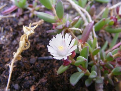 Delosperma katbergense, photographed by James Deacon