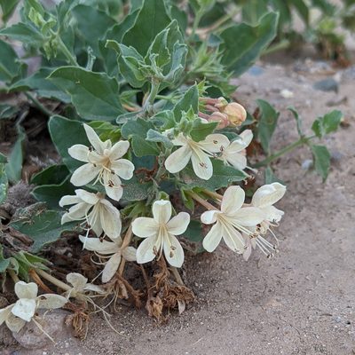 Tetraclea coulteri