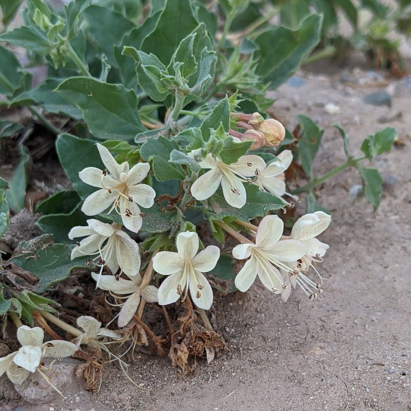 Tetraclea coulteri, photographed by Dominic Gentilcore