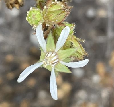 Potentilla lindleyi, photographed by Irene