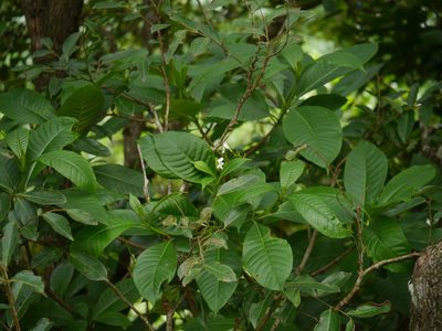Rauvolfia verticillata, photographed by Dinesh Valke