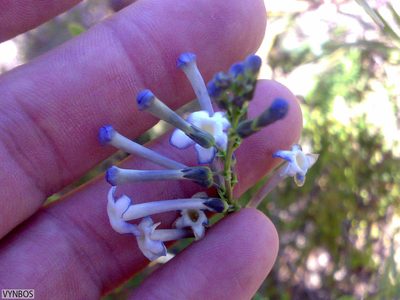 Freylinia brevistyla, photographed by Chris Vynbos