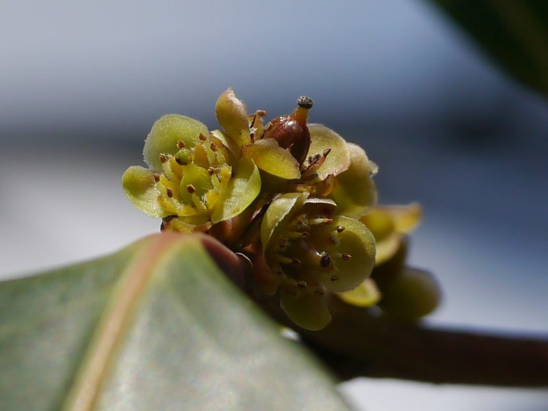 Casearia rubescens, photographed by Dinesh Valke
