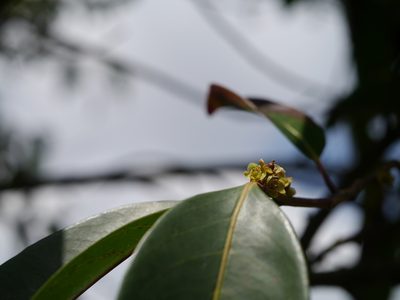 Casearia rubescens, photographed by Dinesh Valke