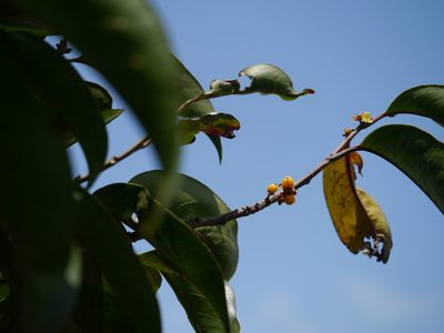 Casearia rubescens, photographed by Dinesh Valke