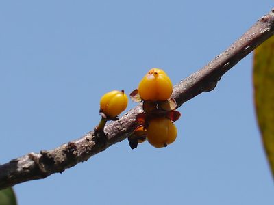 Casearia rubescens, photographed by Dinesh Valke