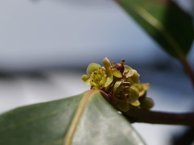 Casearia rubescens, photographed by Dinesh Valke