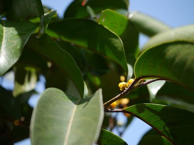 Casearia rubescens, photographed by Dinesh Valke