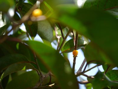 Casearia rubescens, photographed by Dinesh Valke