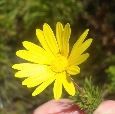 Ursinia anethoides, photographed by Nicola van Berkel