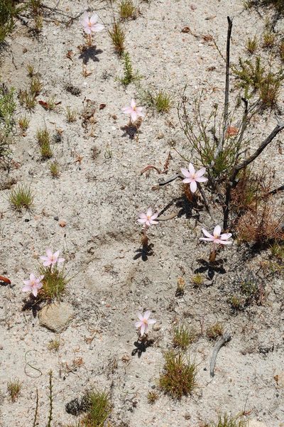 Gethyllis spiralis, photographed by Charles Stirton