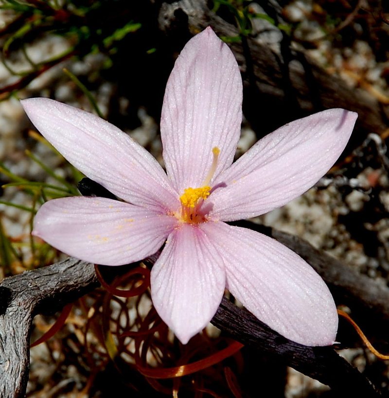 Gethyllis spiralis, photographed by Charles Stirton