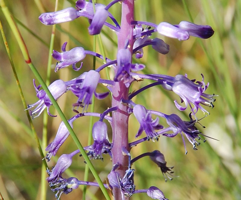 Spetaea lachenaliiflora, photographed by Charles Stirton