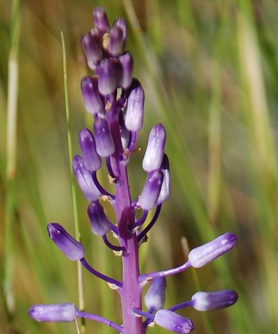 Spetaea lachenaliiflora, photographed by Charles Stirton