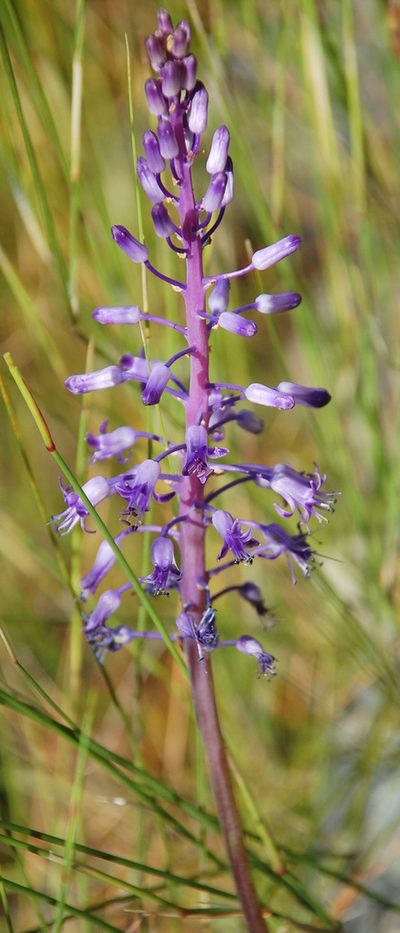 Spetaea lachenaliiflora, photographed by Charles Stirton