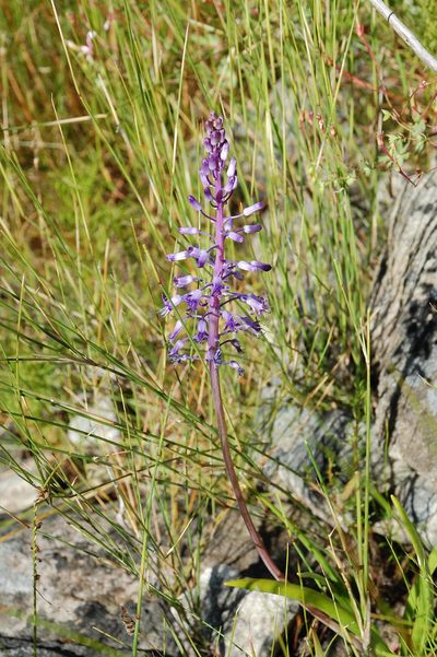 Spetaea lachenaliiflora, photographed by Charles Stirton