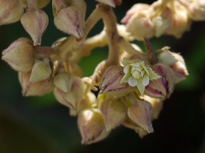 Rubus indicus, photographed by Dinesh Valke
