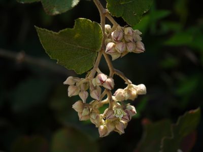 Rubus indicus, photographed by Dinesh Valke