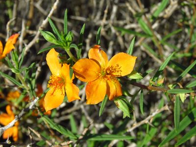 Talinum aurantiacum, photographed by Annika Lindqvist