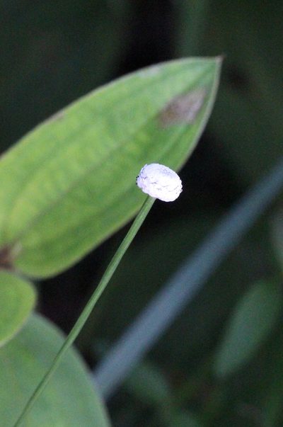 Eriocaulon australe, photographed by Agnes Trekker