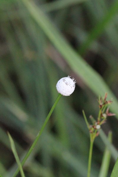 Eriocaulon australe, photographed by Agnes Trekker