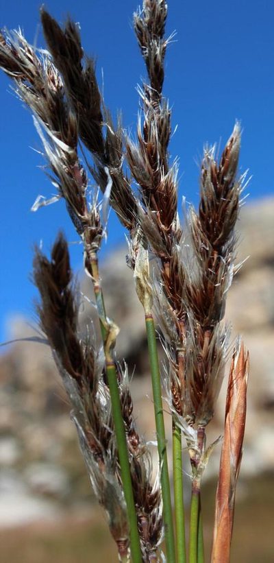 Askidiosperma nitidum, photographed by Tony Rebelo