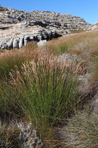 Askidiosperma nitidum, photographed by Tony Rebelo