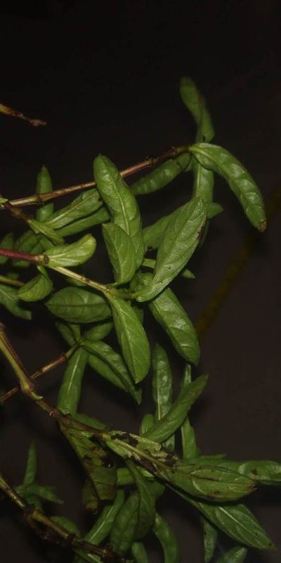 Lepidagathis mitis, photographed by S.MORE