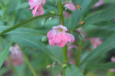 Impatiens balsamina, photographed by Agnes Trekker