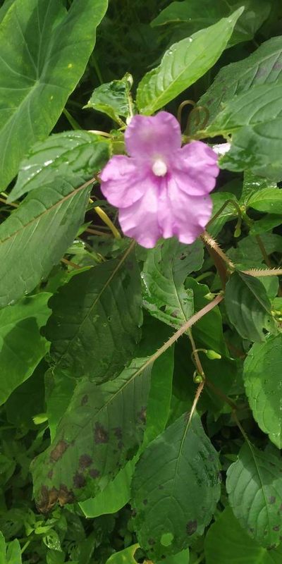 Impatiens pulcherrima, photographed by S.MORE