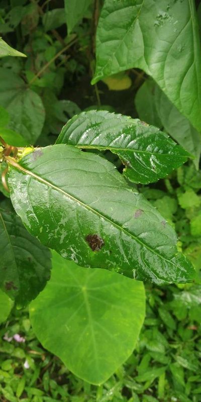 Impatiens pulcherrima, photographed by S.MORE