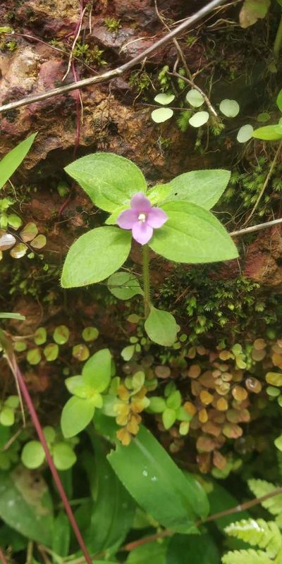 Osbeckia muralis, photographed by S.MORE