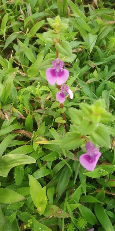 Impatiens lawii, photographed by S.MORE