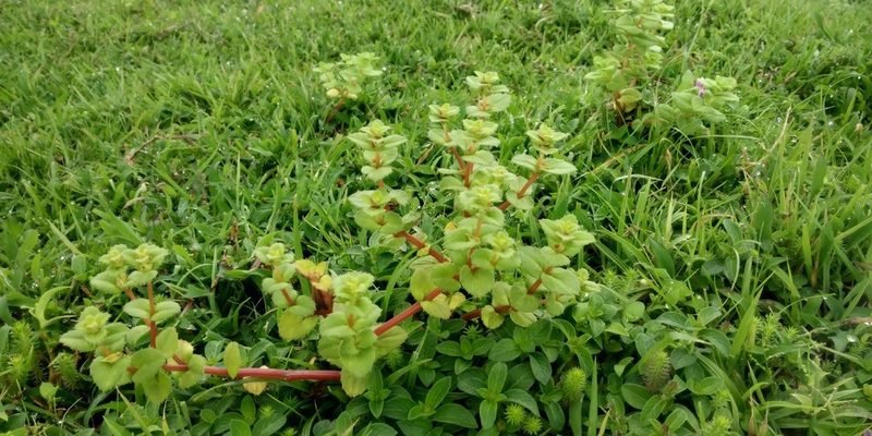 Impatiens lawii, photographed by S.MORE