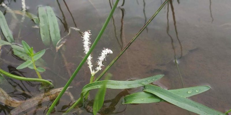 Aponogeton satarensis, photographed by S.MORE