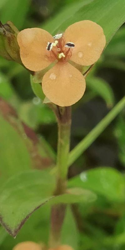 Murdannia lanuginosa, photographed by S.MORE