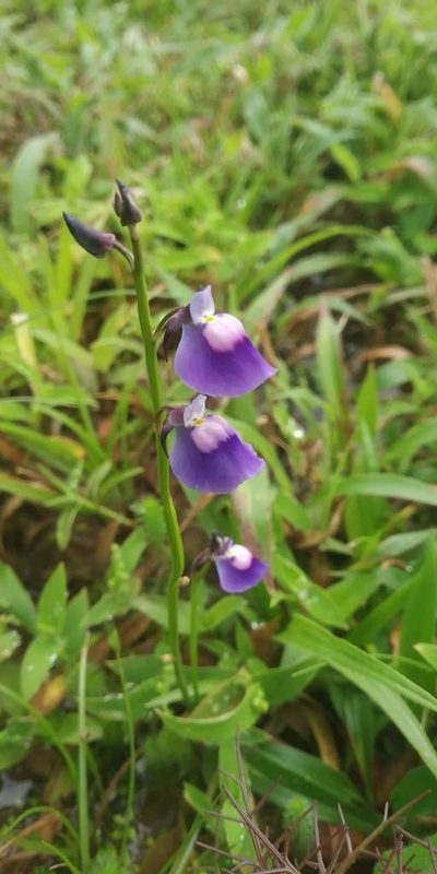 Utricularia arcuata, photographed by S.MORE