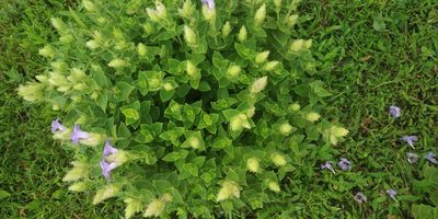 Strobilanthes sessilis, photographed by S.MORE