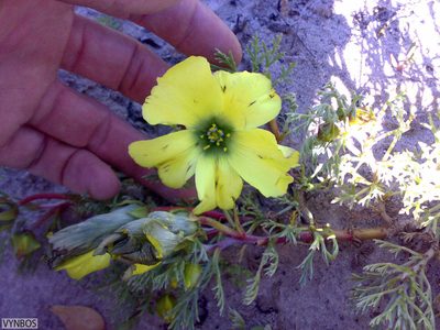 Grielum grandiflorum, photographed by Chris Vynbos