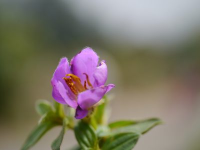 Osbeckia gracilis, photographed by Dinesh Valke