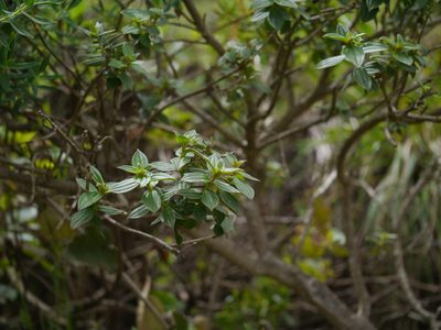 Osbeckia gracilis, photographed by Dinesh Valke