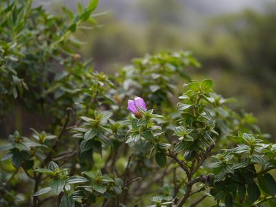 Osbeckia gracilis, photographed by Dinesh Valke